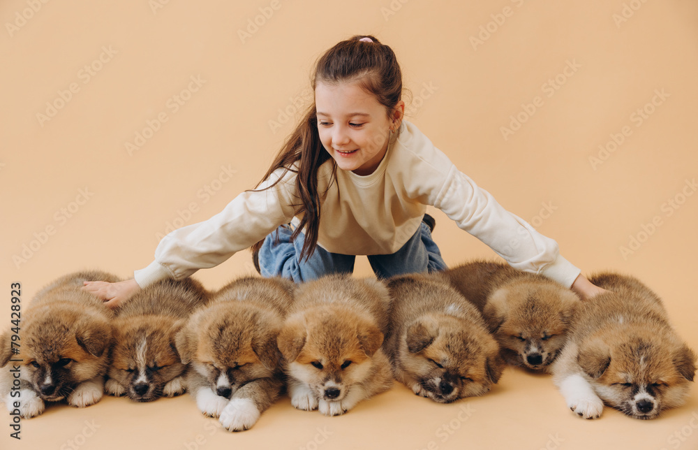 Little beautiful girl kicking many Akita Inu puppies on beige background with copy space, animal protection concept, dog shelter Little beautiful girl kicking many Akita Inu puppies on beige background with copy space, animal protection concept, dog shelter