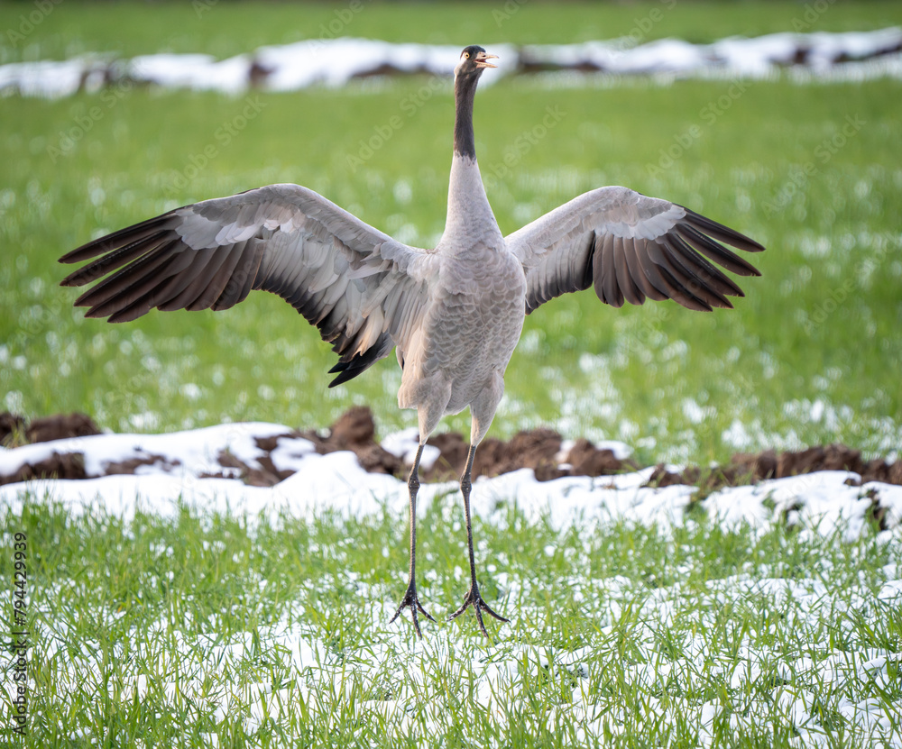 Fototapeta premium The common crane (Grus grus) dance on a freshly snowed branch in late spring