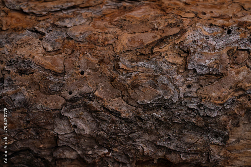 bark from log, macro photography for rustic background, very textured