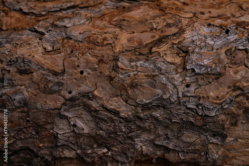 bark from log, macro photography for rustic background, very textured © KAT