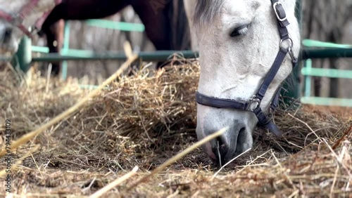 A light-colored horse chews hay in a paddock. Tarkhany, Penza region. Russia photo