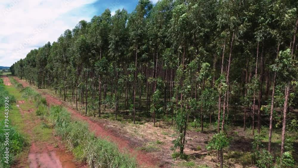 cultivation of eucalyptus trees cultivation of eucalyptus trees
