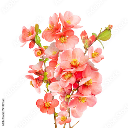 Bouquer of pink spring quince blossom isolated on white. Sping Blooming cherry branch. Sakura flowers twig. Spring concept