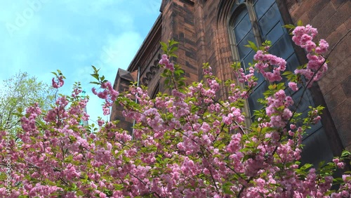 NEW YORK, NEW YORK USA – APRIL 16: Full-bloomed Kwanzan Cherry blossoms tree stands beside the St. George’s Episcopal Church in Gramercy district on April 14 2023 in New York City. photo