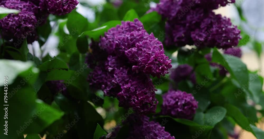 Bush of beautiful purple lilac flowers. Spring time background. Bush of beautiful purple lilac flowers. Spring time background.