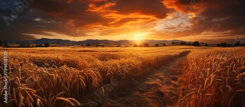 Sunset over wheat field. Panoramic image of agricultural landscape.