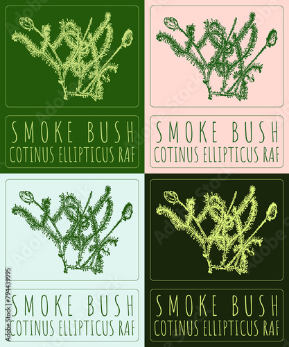 Set of drawing SMOKE BUSH in various colors. Hand drawn illustration. The Latin name is COTINUS ELLIPTICUS RAF