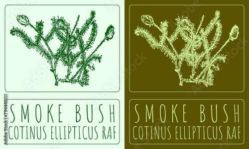 Drawing SMOKE BUSH. Hand drawn illustration. The Latin name is COTINUS ELLIPTICUS RAF.