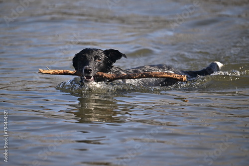 black dog playing in water