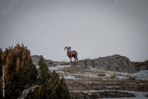 Jackson Hole Mountain Sheep