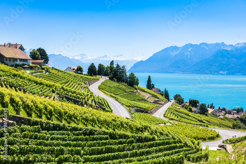 Vineyards in Lavaux region - Terrasses de Lavaux terraces, Switzerland photo