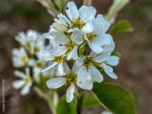 Saskatoon roundleaf growing in the wild with blooming flowers, close-up in early spring photo