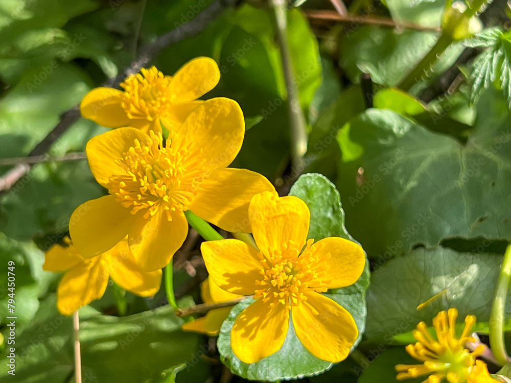 Beautiful yellow marigolds (Caltha palustris) blooming in early spring. Beautiful yellow marigolds (Caltha palustris) blooming in early spring.
