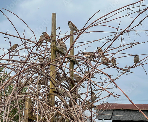 A group of sparrows sitting on a bush without leaves in early spring