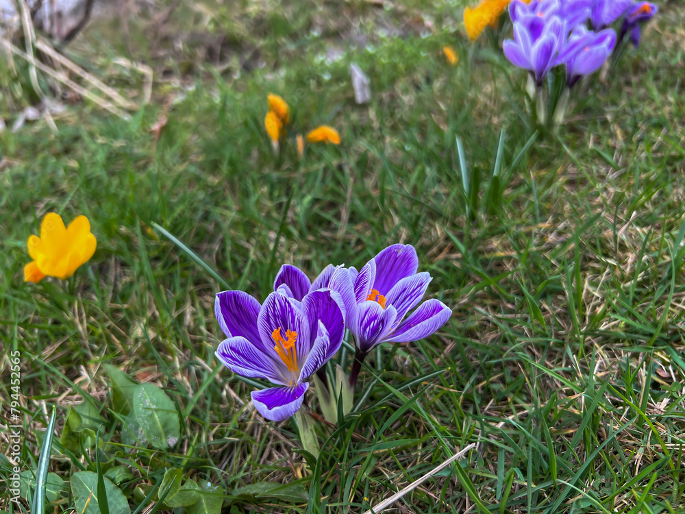 Purple and yellow crocuses blooming in a meadow near the forest in early spring.