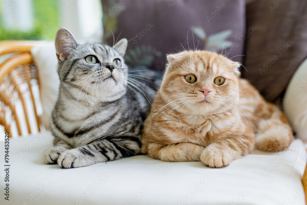 Red Scottish fold and British shorthair silver tabby cats having rest on a sofa in a living room. Adult domestic cats spending time indoors at home.