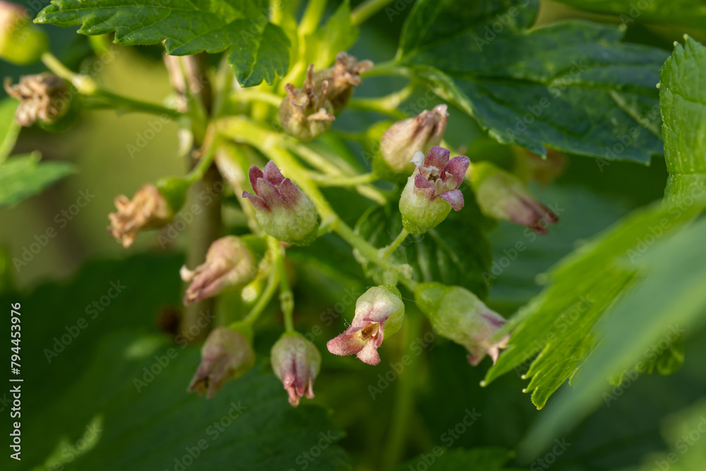 Close-up of blackcurrant flower and green leaves. Close-up of blackcurrant flower and green leaves.