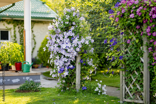 Fototapeta Naklejka Na Ścianę i Meble -  Flowering purple clematis in the garden. Flowers blossoming in summer.