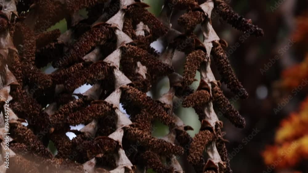 buriti palm tree in close up buriti palm tree in close up
