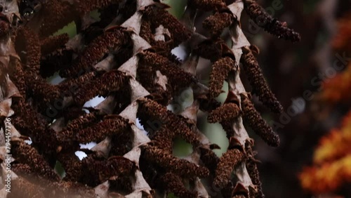 buriti palm tree in close up photo