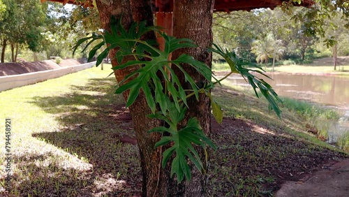Tree Philodendron Plant
