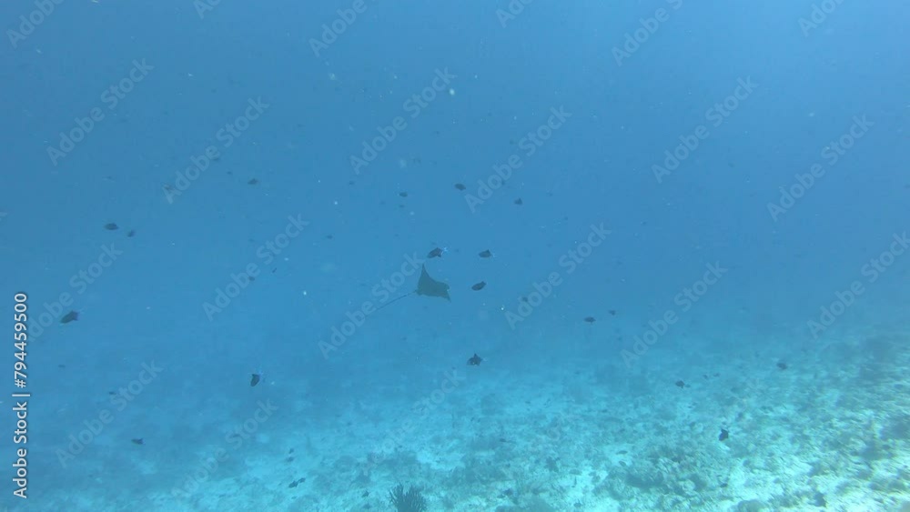 Eagle ray swimming in deep ocean water Eagle ray swimming in deep ocean water