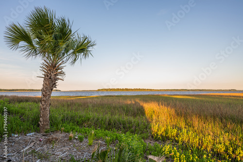 Palmetto tree with marsh and river background
