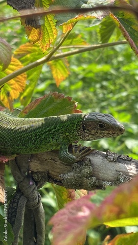 iguana in the jungle