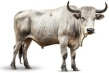 A white cow with horns stands in front of a white background