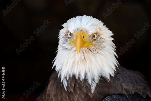 Close up of bald eagle, United states of America icon, representing freedom, independence and patriotism