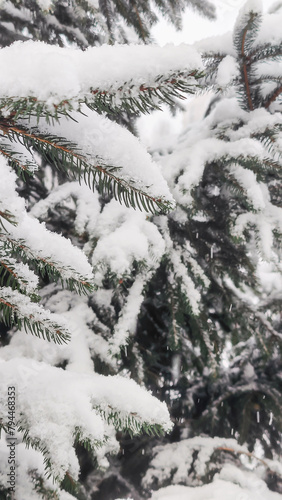 snow covered pine tree