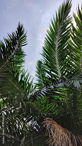 palm tree leaves