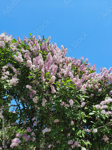 tree blossom