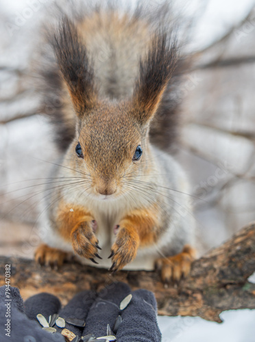Squirrel eats nuts from a man's hand. Caring for animals in winter or autumn.