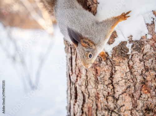 Squirrel in winter sits on a tree trunk with snow