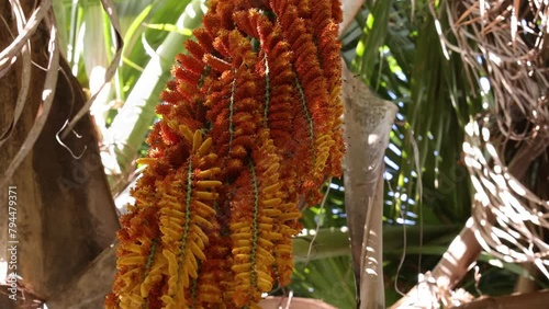 male flowers of the buriti palm tree photo