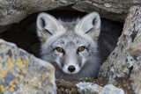 Curious fox peeking out from rocky den