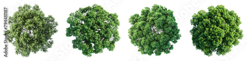 American Beech Trees Top View  Hyperrealistic Highly Detailed Isolated On Transparent Background Png File