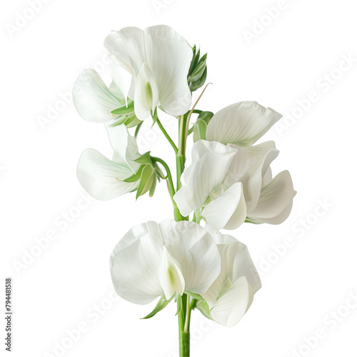 A stunning close up shot of a white pea flower in the garden set against a transparent background