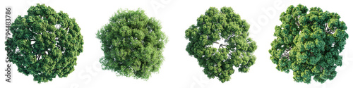 American Sycamore Trees Top View  Hyperrealistic Highly Detailed Isolated On Transparent Background Png File