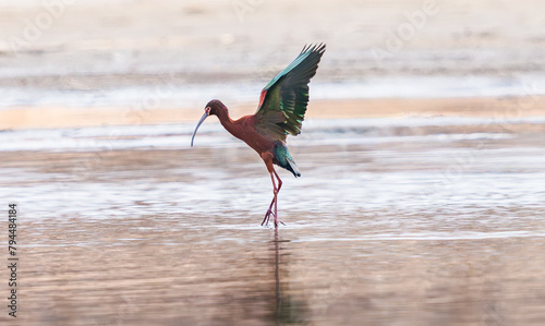 A Glossy Ibis rising out of the water with fully upstretched wings while wading in a lake during the breeding season.