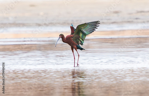 A Glossy Ibis bird with beautiful feathers flapping its wings during the colorful breeding season in the Spring.