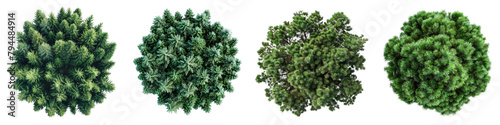 Austrian Pine Trees Top View   Hyperrealistic Highly Detailed Isolated On Transparent Background Png File photo