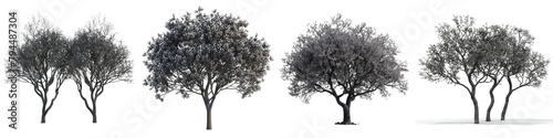 Black Cherry Trees  Hyperrealistic Highly Detailed Isolated On Transparent Background Png File