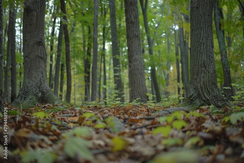 A forest with trees and leaves on the ground