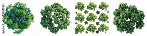 Black Walnut Trees Top View  Hyperrealistic Highly Detailed Isolated On Transparent Background Png File photo