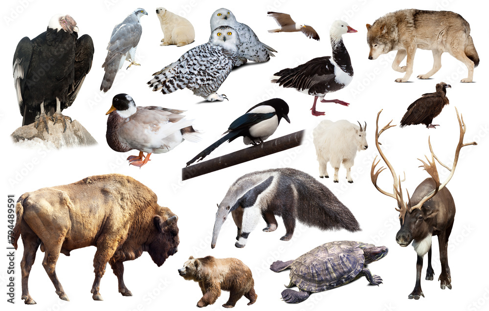 collection of different birds and mammals from north america isolated on white background.