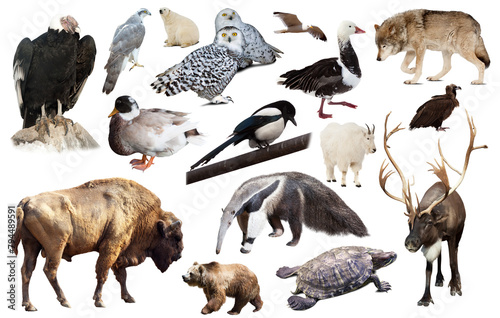 collection of different birds and mammals from north america isolated on white background. © JackF