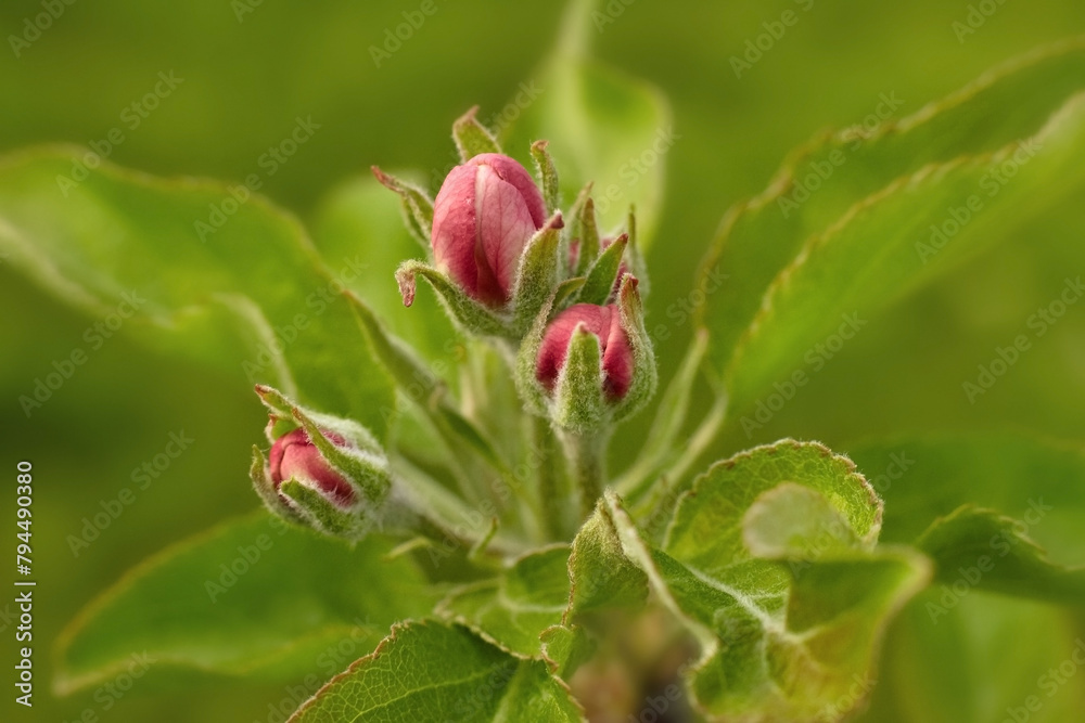 apple tree blossom close-up against a green background apple tree blossom close-up against a green background
