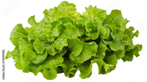 Green lettuce salad